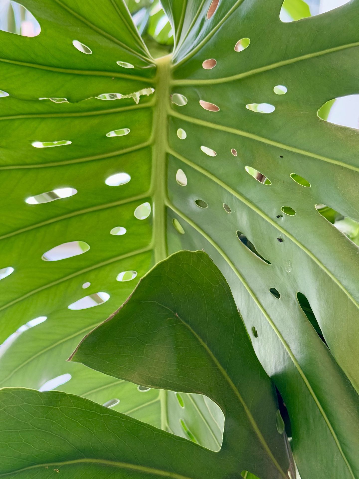 Tropical monstera leaf